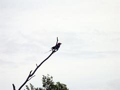 090516_Pilanesberg 069
